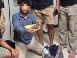 Kuasai 545 gram Ganja, Polda Maluku Utara Ringkus Seorang Pemuda di Lelilef