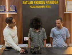 Rawat 7 Bibit Pohon Ganja, Polres Halmahera Utara Tangkap Seorang Pemuda di Tobelo