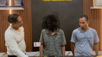 Rawat 7 Bibit Pohon Ganja, Polres Halmahera Utara Tangkap Seorang Pemuda di Tobelo