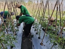 ‎Kebun SAE Lapas Tobelo Jadi Sarana Pembinaan dan Ketahanan Pangan‎