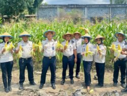 ‎Lapas Tobelo Panen 80 Kilogram Jagung Manis, Warga Binaan Dilibatkan dalam Program Ketahanan Pangan‎‎‎