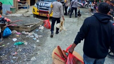 Polres Halmahera Tengah Grebek Lokasi Arena Judi Sabung Ayam, Pelaku Melarikan Diri
