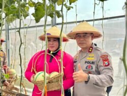 Melon Berbuah Manis di Sofifi, Kapolda Malut Dorong Polisi dan Warga Bertani Hidroponik